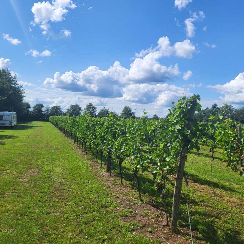 Wijndomein Erve Wisselink - Gelderland - Open Camping Dag