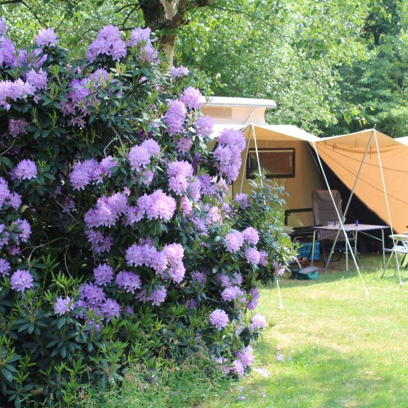 Natuurcamping Eelerberg - Overijssel - Open Camping Dag